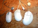 Mice